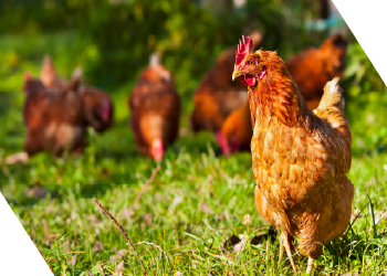 Panmure Liberum appointed as Joint Broker to ECO Animal Health Group Plc